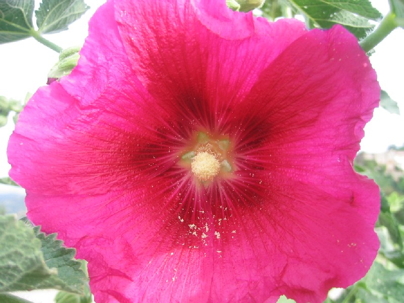 Alcea rosea / o biennis?
